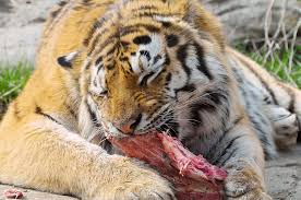 Tiger eating